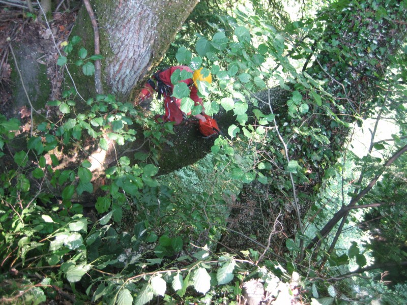 Exploitation forestière Albertville