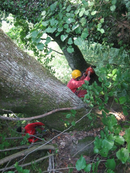 Exploitation forestière Savoie